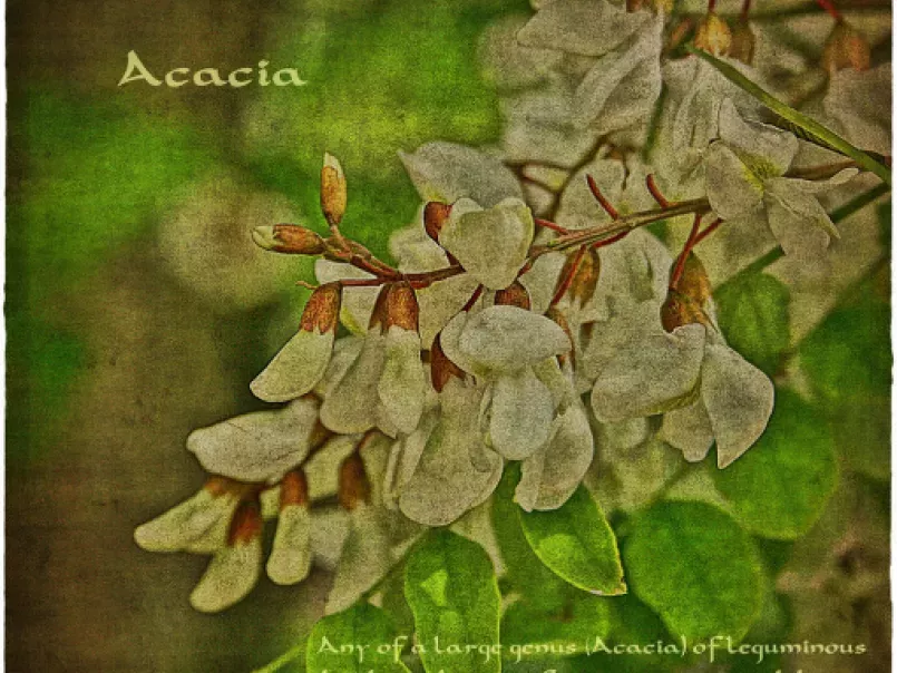 Marmellata di fiori d?acacia - foto 4