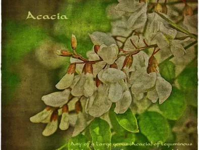 Marmellata di fiori d?acacia - foto 4