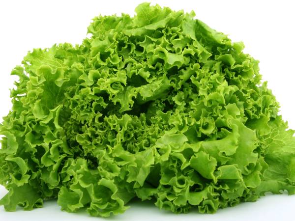 Ricette verdure