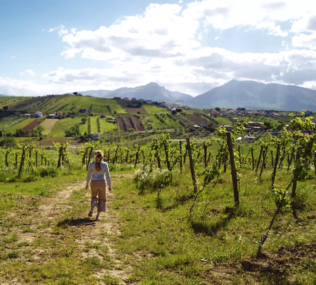 Non solo Montepulciano: i vitigni che raccontano l’Abruzzo