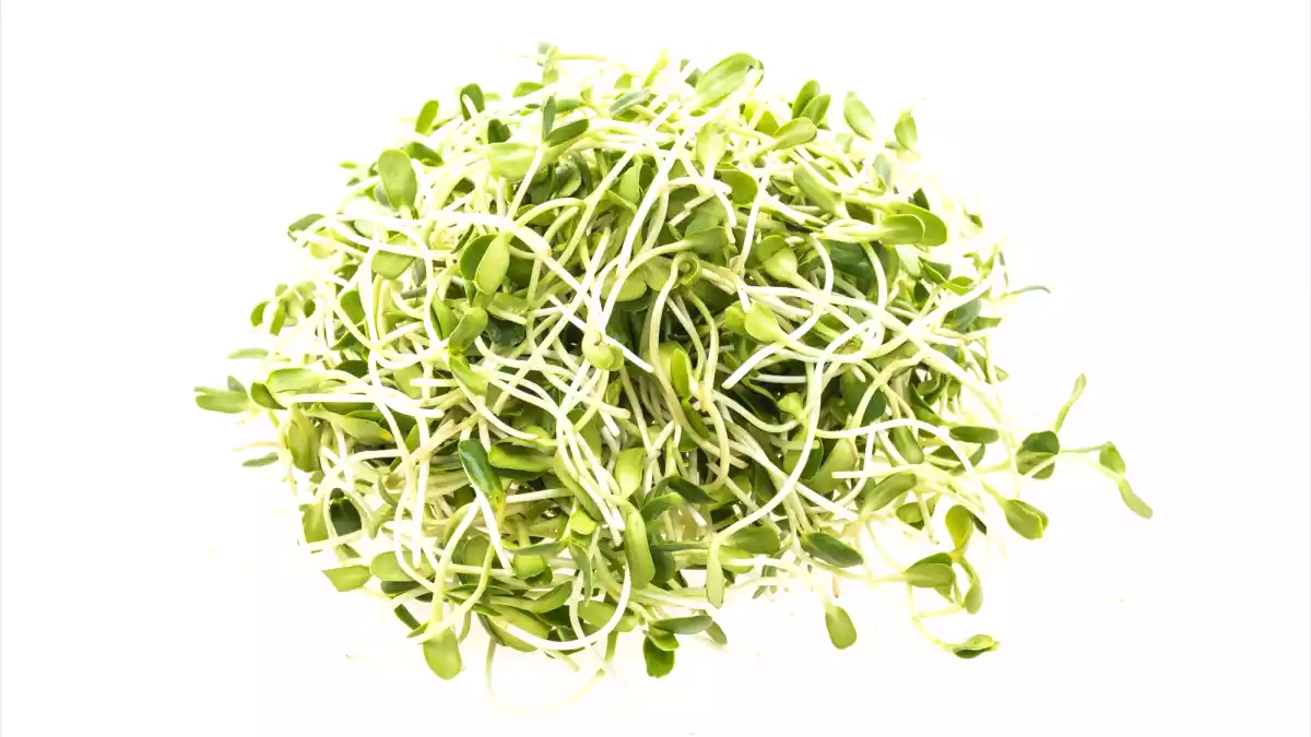 Germinazione dei semi: il gesto primaverile ultra-facile