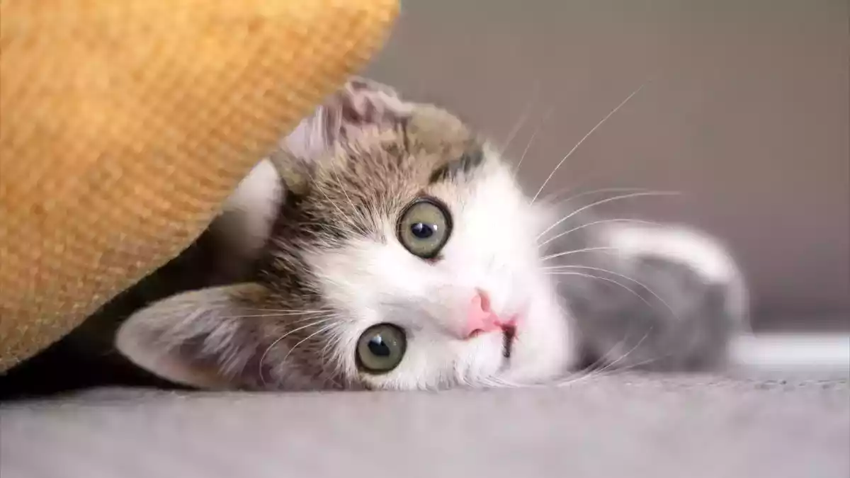 Perché il latte è pericoloso per i gatti?