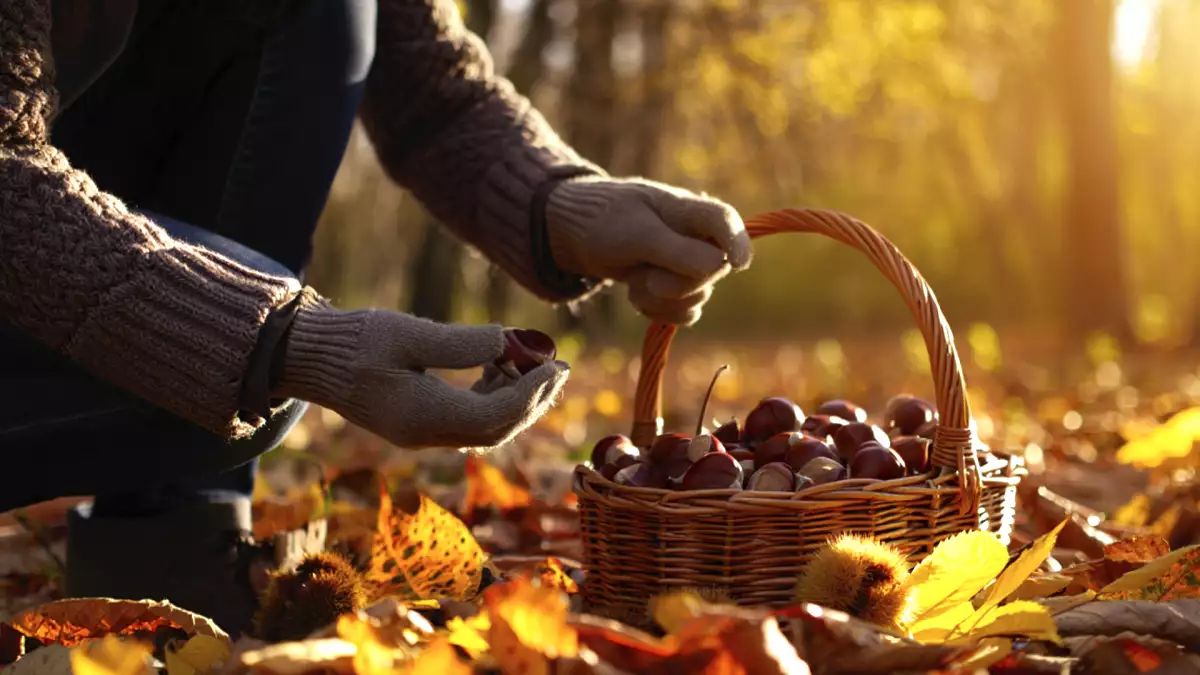 Andare a raccogliere le castagne: tutto quello che serve sapere per una giornata d’autunno perfetta