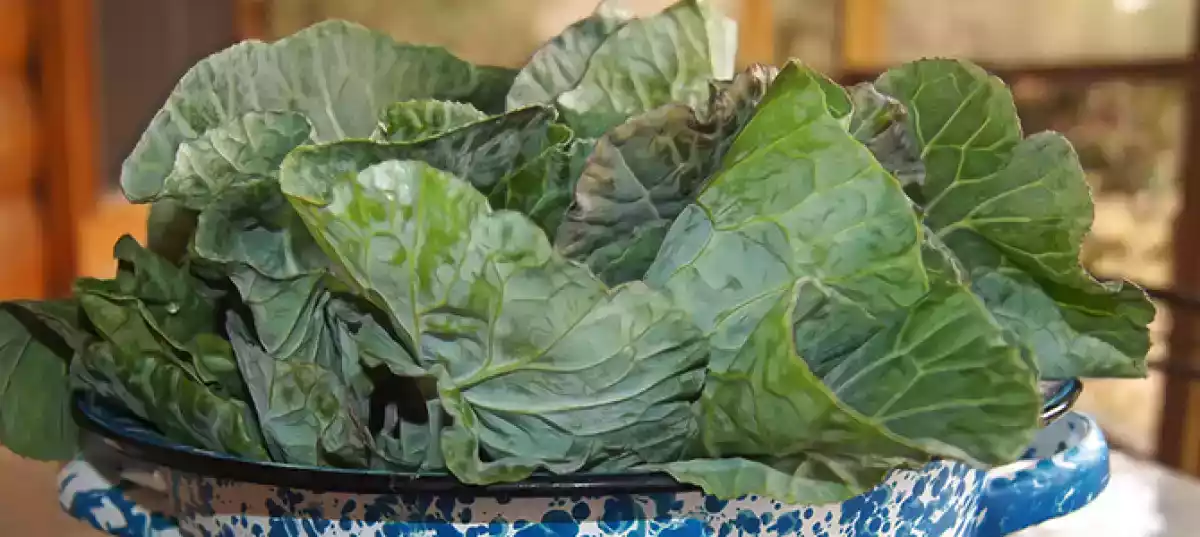 Le migliori ricette per cucinare le bietole