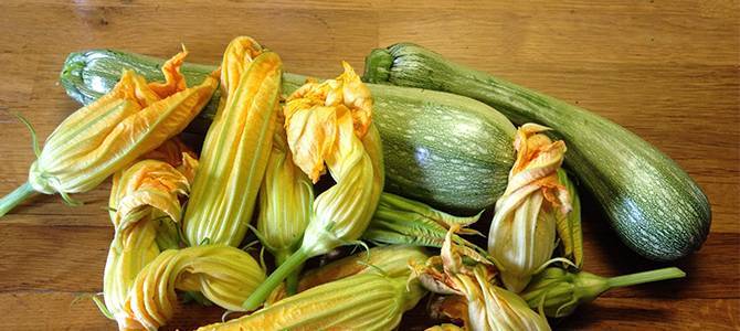 Le migliori ricette da preparare con i fiori di zucca