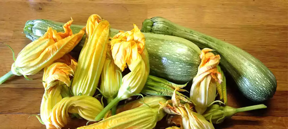 Le migliori ricette da preparare con i fiori di zucca