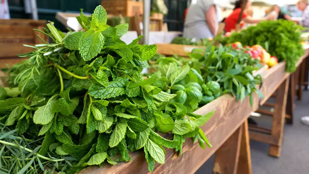 Non tutta la menta è uguale: i 4 tipi di menta più usati in Italia (e quale scegliere per tè, dolci e ricette)