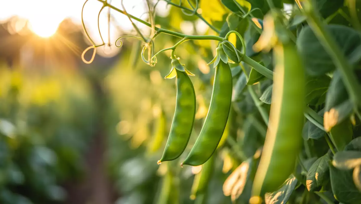 Come cucinare facilmente i piselli? Tutti i consigli per mantenerli croccanti e gustosi