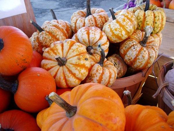 La zucca, principessa d’autunno.