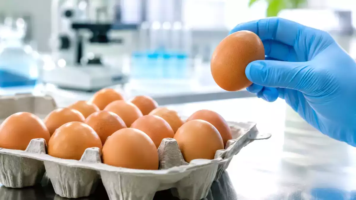 Salmonella nelle uova in belgio, 306 casi: in italia dobbiamo preoccuparci davvero?