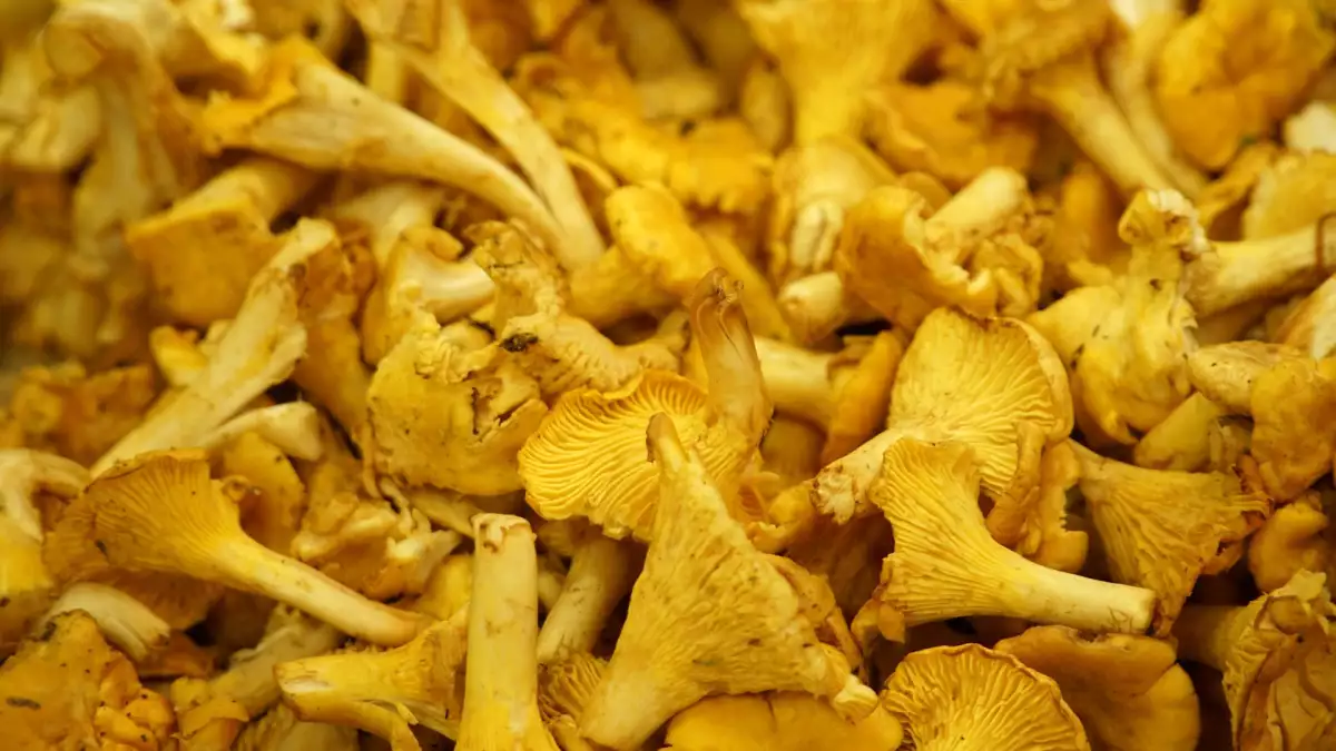 Finferli freschi in padella: il trucco per non farli diventare molli