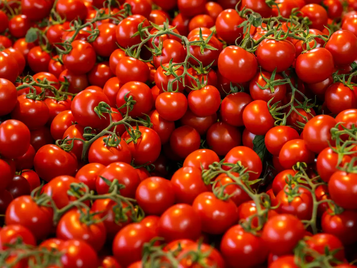 Richiamo pomodoro ciliegino per rischio Salmonella: controlla ora se hai il lotto interessato in casa