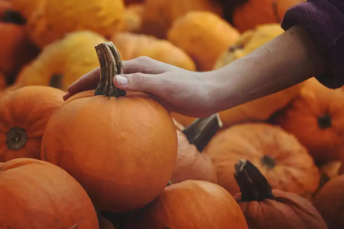 Come capire se una zucca è buona prima di comprarla: 7 segnali da controllare al volo che in pochi conoscono