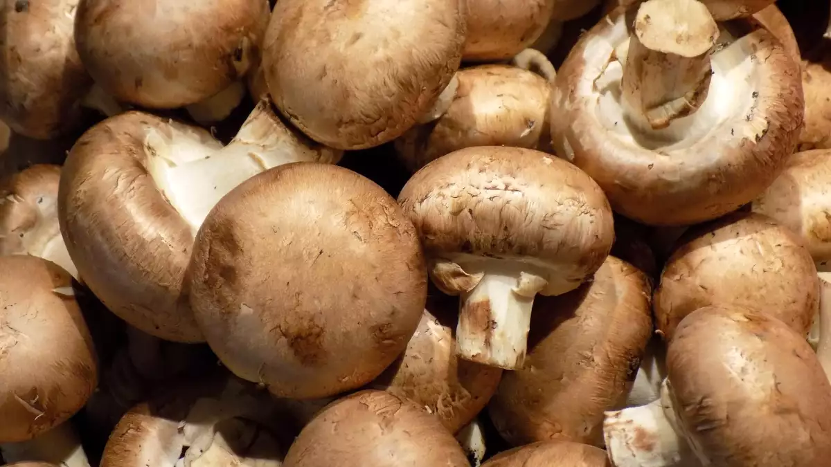 Un semplice trucchetto per conservare i funghi e mantenerli più freschi