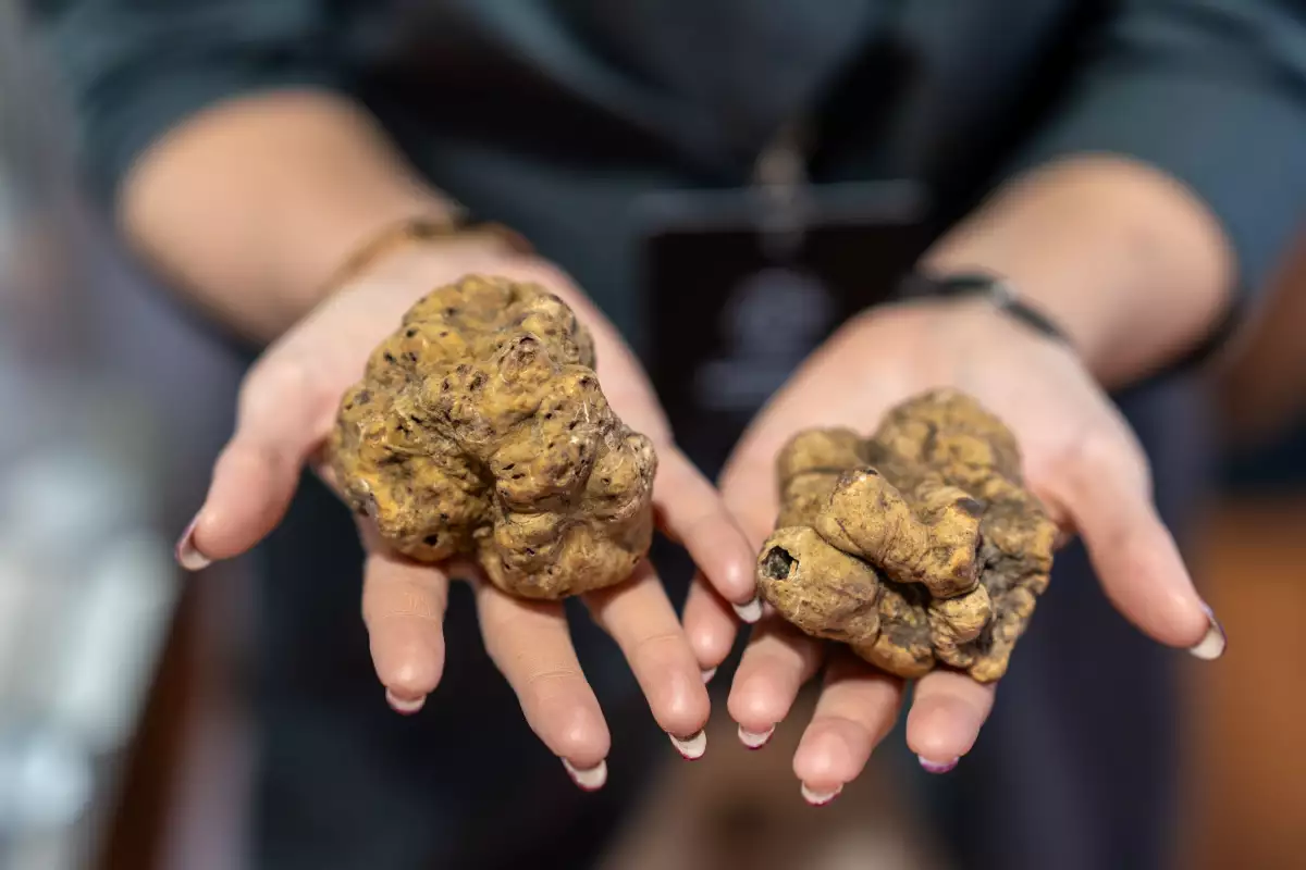 Fiera del tartufo bianco d’Alba 2026: perché tutti vogliono andarci almeno una volta