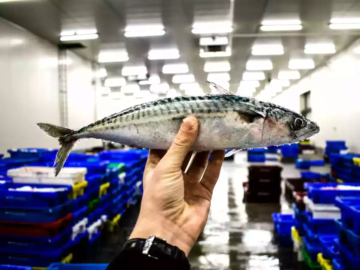 Non fatevi ingannare! 5 consigli per scegliere il pesce fresco perfetto