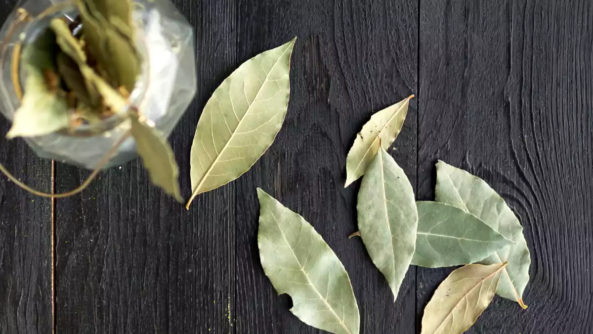 10 usi sorprendenti delle foglie di alloro che probabilmente non conoscevate!