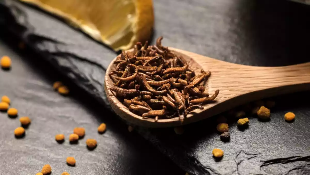 Insetti presto nel menu? L'Unione Europea sta aprendo la strada a un nuovo modo di mangiare!