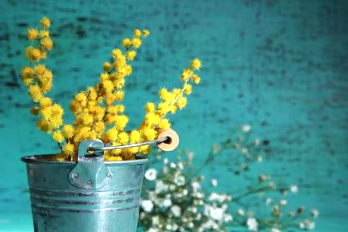 Festa della donna: i dolci mimosa da preparare a casa