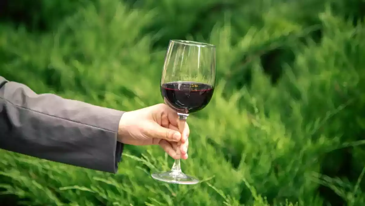 Vino vegano: che cos'è, come viene prodotto e perché sta conquistando sempre più consumatori?