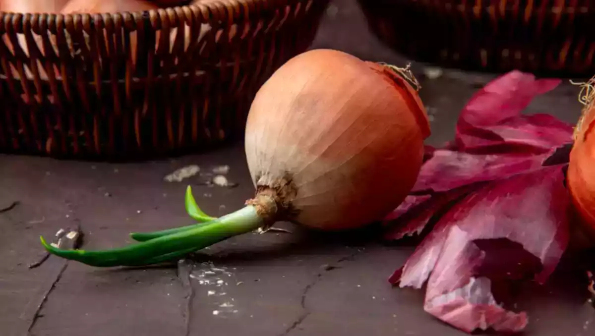 Cipolle germogliate: sono sicure da mangiare o fanno male alla salute? Scoprite cosa c'è da sapere!