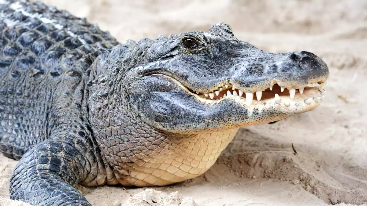 8 carni da brivido. Non crederai mai cosa si mangia nel Mondo!