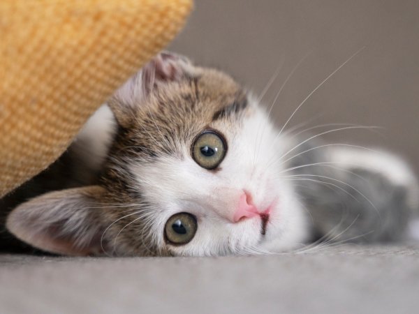 Perché il latte è pericoloso per i gatti?