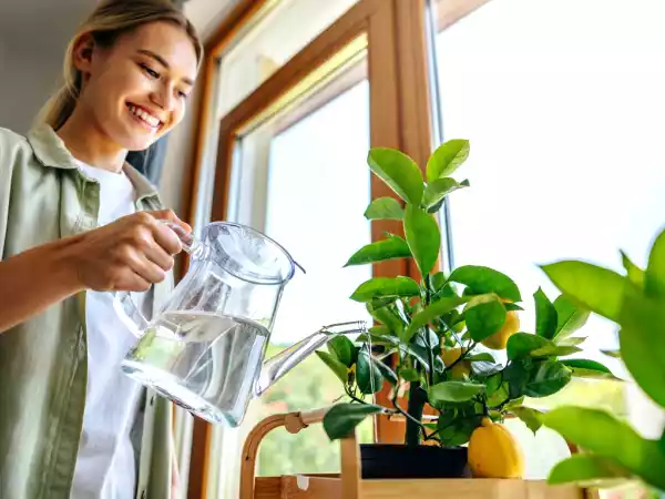 Hai un vaso e un po’ di sole? Puoi coltivare un limone a casa