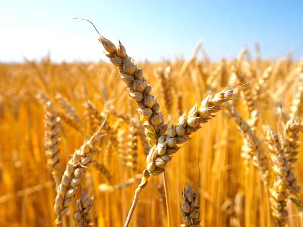 Passare al senza glutine: cosa succede davvero nel vostro corpo?