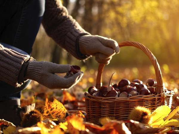 Andare a raccogliere le castagne: tutto quello che serve sapere per una giornata d’autunno perfetta