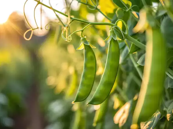 Come cucinare facilmente i piselli? Tutti i consigli per mantenerli croccanti e gustosi
