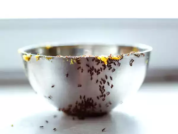 I segreti della nonna per dire addio alle formiche in cucina con rimedi naturali e facili da provare