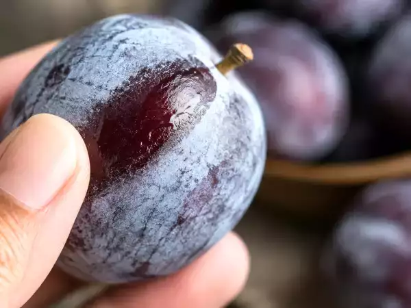 Sembra sporco, ma cos’è in realtà quella patina biancastra sulle prugne?