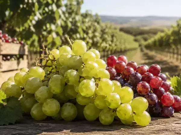 Uva italiana da record: 973 milioni di export, ecco perché quella senza semi piace sempre di più