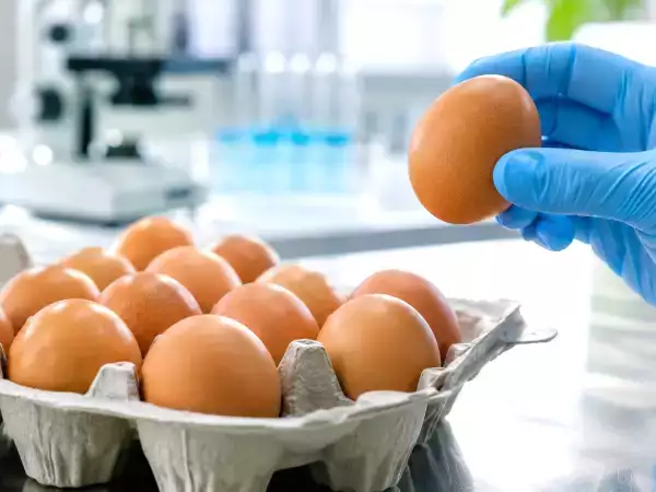 Salmonella nelle uova in belgio, 306 casi: in italia dobbiamo preoccuparci davvero?