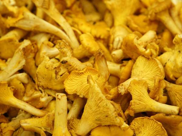 Finferli freschi in padella: il trucco per non farli diventare molli
