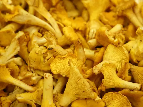 Finferli freschi in padella: il trucco per non farli diventare molli