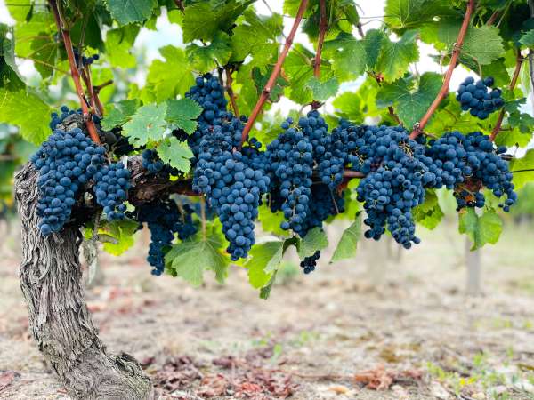 Bordeaux sotto la lente Michelin: come i grappoli rivoluzionano la scelta dei grandi châteaux