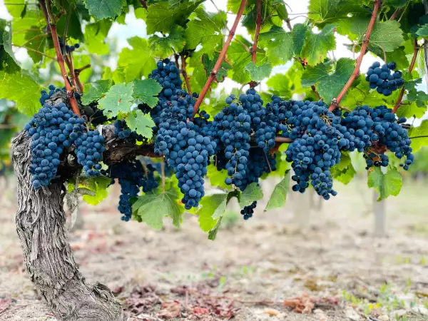 Bordeaux sotto la lente Michelin: come i grappoli rivoluzionano la scelta dei grandi châteaux