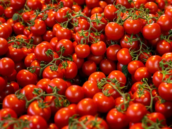 Richiamo pomodoro ciliegino per rischio Salmonella: controlla ora se hai il lotto interessato in casa