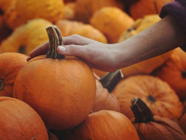 Come capire se una zucca è buona prima di comprarla: 7 segnali da controllare al volo che in pochi conoscono