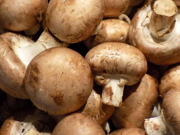 Un semplice trucchetto per conservare i funghi e mantenerli più freschi