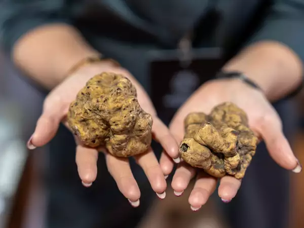 Fiera del tartufo bianco d’Alba 2026: perché tutti vogliono andarci almeno una volta