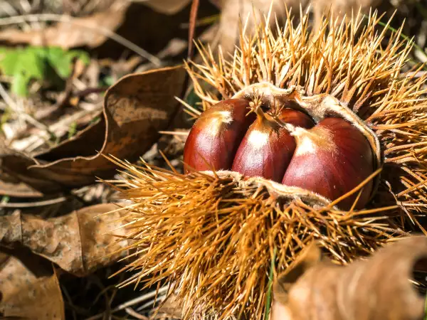 Il profumo delle castagne avvolge Cuneo questo weekend per la Fiera nazionale del Marrone