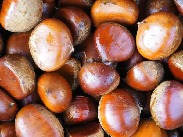 A Roccamonfina arriva il gran finale della maxi sagra dedicata alla castagna IGP e al fungo porcino