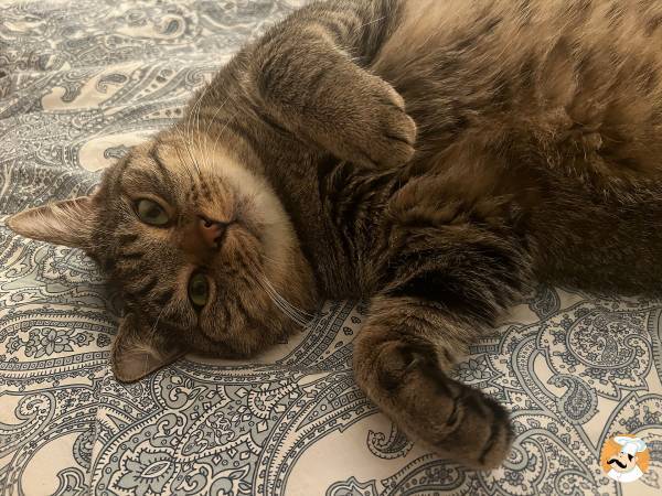 Attenzione: non tutti i cibi umani sono dannosi per i gatti! Scopri quali sono i più sicuri