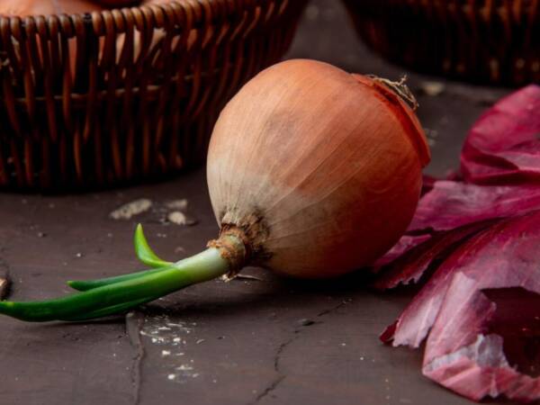 Cipolle germogliate: sono sicure da mangiare o fanno male alla salute? Scoprite cosa c'è da sapere!