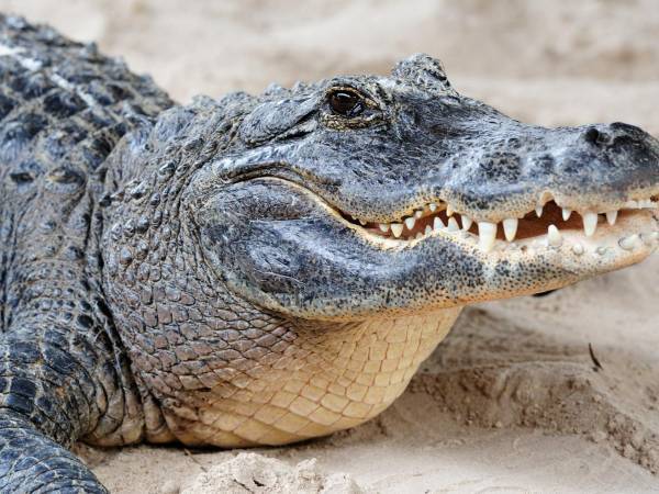 8 carni da brivido. Non crederai mai cosa si mangia nel Mondo!