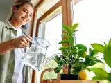 Articoli: Hai un vaso e un po’ di sole? Puoi coltivare un limone a casa