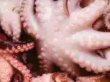 Articoli: Sapete perché si mette un tappo di sughero nella pentola quando si cucina il polpo?